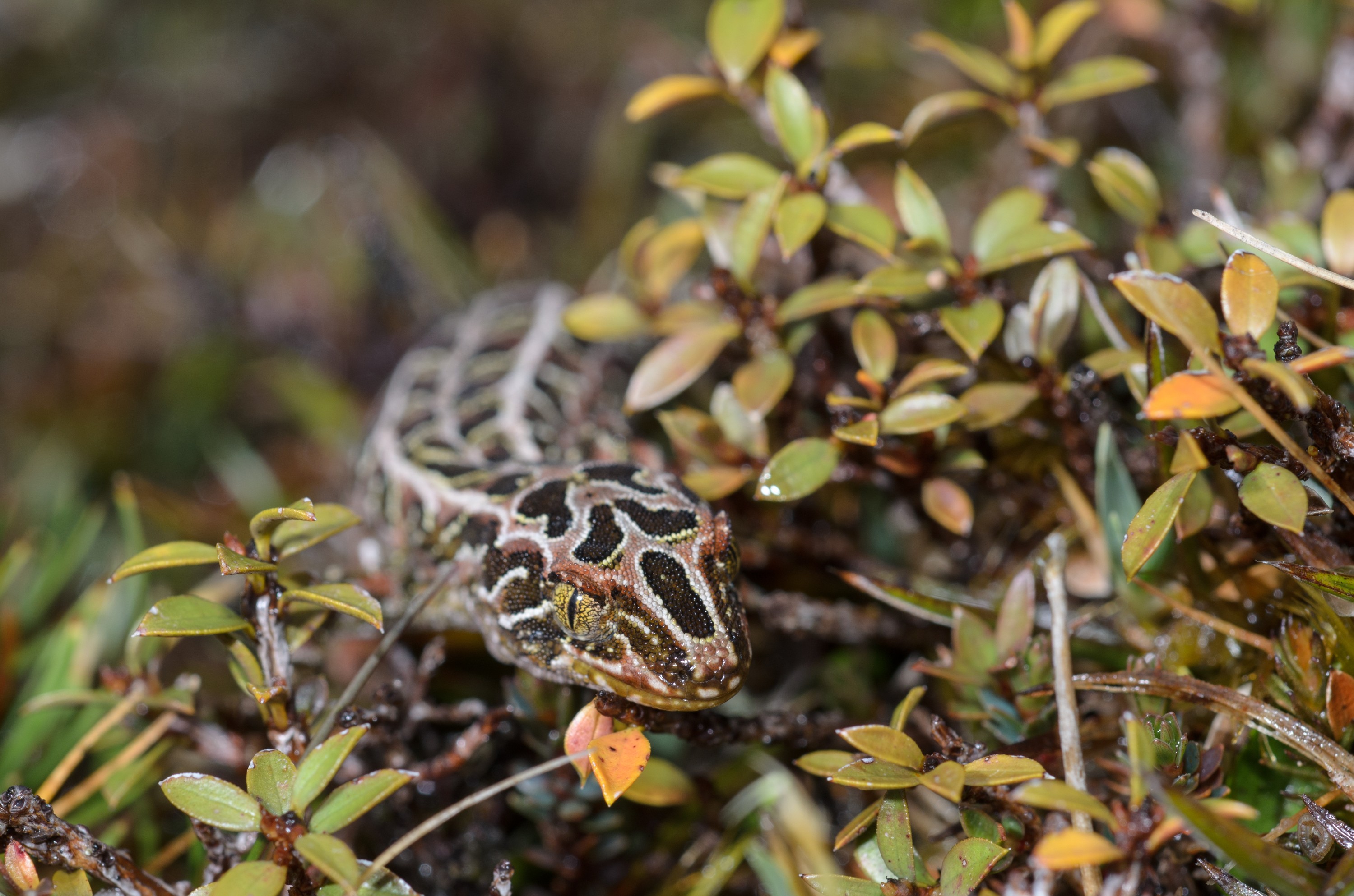 DSC_2850 – Adventure, Crispin, Hoplodactylus, Island, March 2017, National Park, New, New Zealand, Rakiura, South, Stewart, Tukutuku rakiurae, Zealand, amazing, gecko, harlequin gecko, rare, stunning